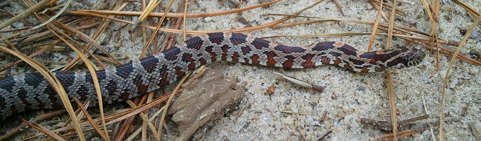 Corn snake